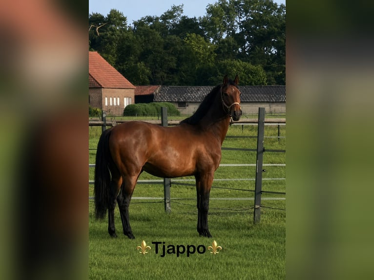 KWPN Wałach 3 lat 164 cm Gniada in Maasbree