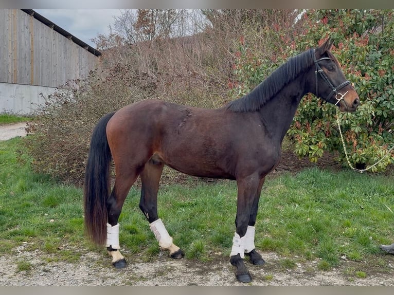 KWPN Wałach 3 lat 165 cm Ciemnogniada in Alpes de Haute Provence