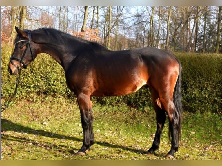 KWPN Wałach 3 lat 165 cm Ciemnogniada in Neuss