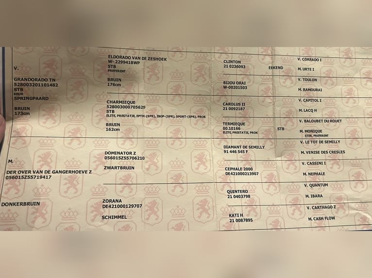 KWPN Wałach 3 lat 165 cm Gniada in Mor