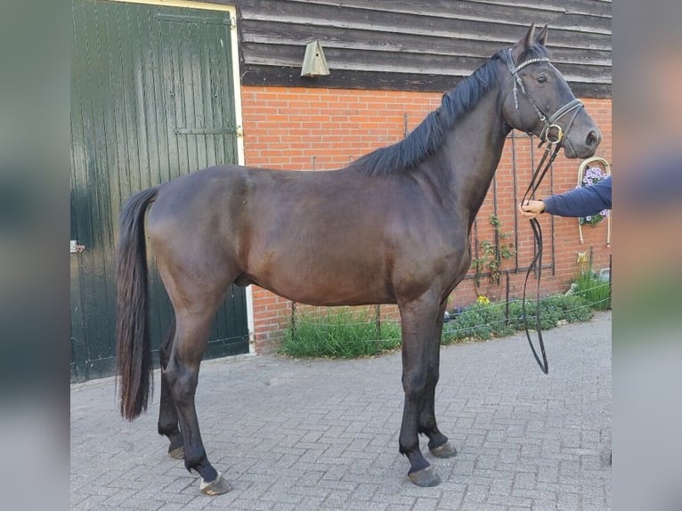 KWPN Wałach 3 lat 165 cm Kara in Donderen