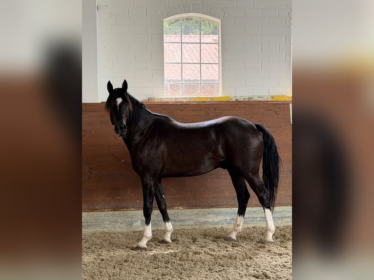 KWPN Wałach 3 lat 165 cm Kara in Kirchlinteln