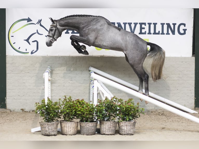 KWPN Wałach 3 lat 165 cm Siwa in Heerde