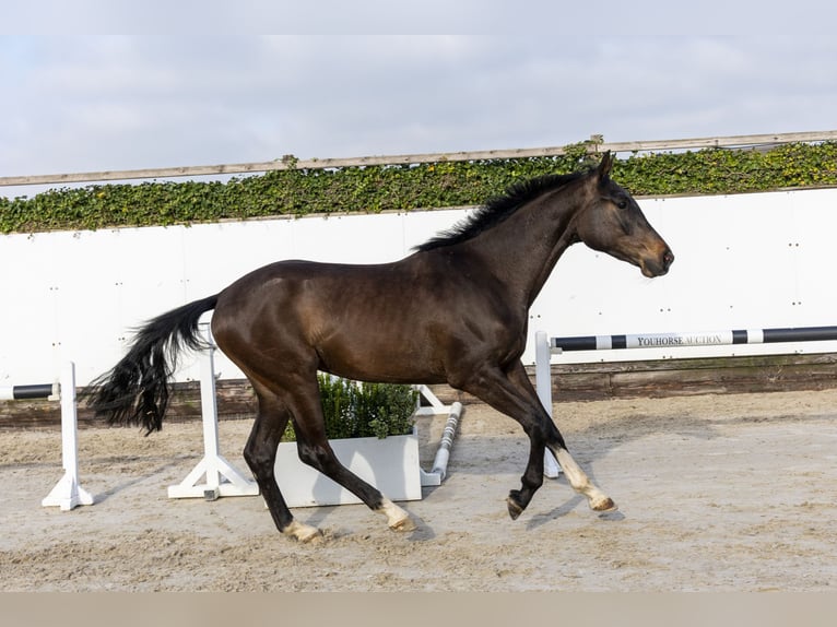 KWPN Wałach 3 lat 166 cm Ciemnogniada in Waddinxveen