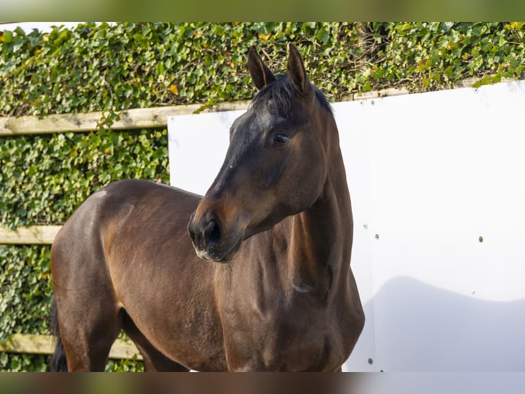 KWPN Wałach 3 lat 166 cm Ciemnogniada in Waddinxveen