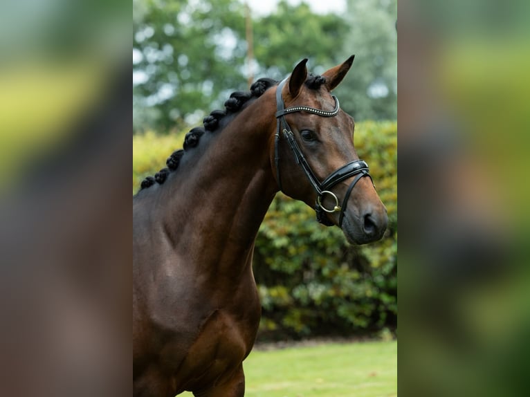 KWPN Wałach 3 lat 166 cm Ciemnogniada in Oosterhout