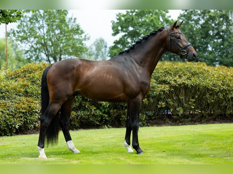 KWPN Wałach 3 lat 166 cm Ciemnogniada in Oosterhout