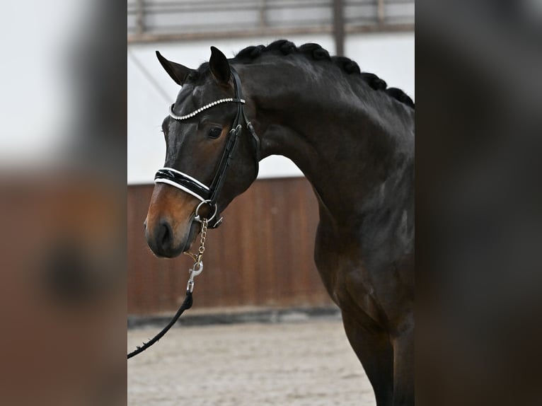 KWPN Wałach 3 lat 167 cm Ciemnogniada in Emlichheim