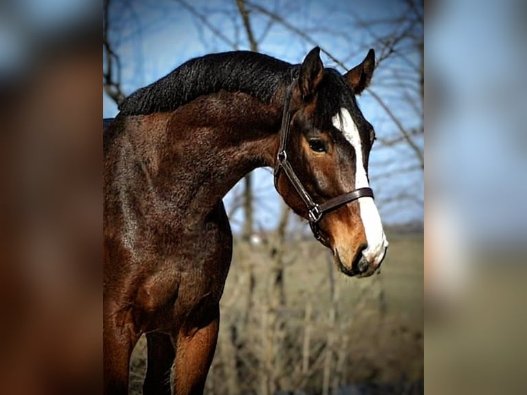 KWPN Wałach 3 lat 167 cm Gniada in Hódmezővásárhely