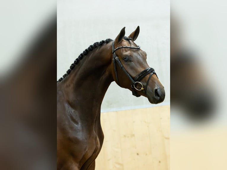 KWPN Wałach 3 lat 167 cm Gniada in Balen
