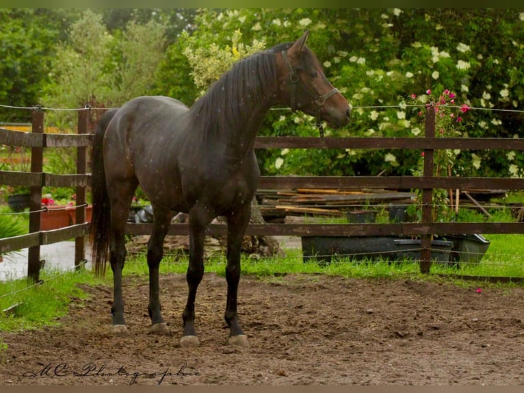 KWPN Wałach 3 lat 167 cm Gniada in Polenz