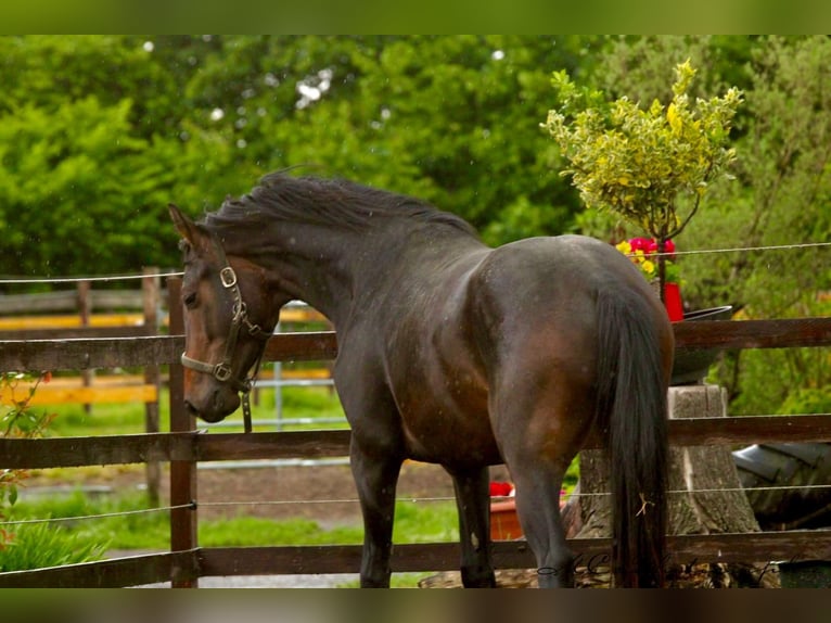 KWPN Wałach 3 lat 167 cm Gniada in Polenz