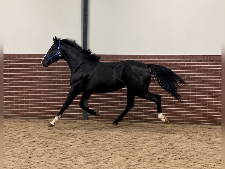 KWPN Wałach 3 lat 167 cm Kara in Königsbach-Stein