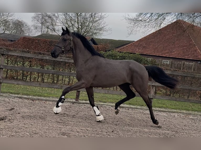 KWPN Wałach 3 lat 167 cm Kara in Moergestel