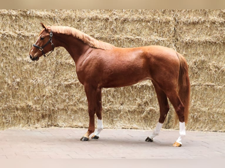 KWPN Wałach 3 lat 167 cm Kasztanowata in Moergestel