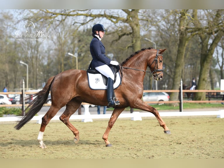 KWPN Wałach 3 lat 167 cm Kasztanowata in Riethoven