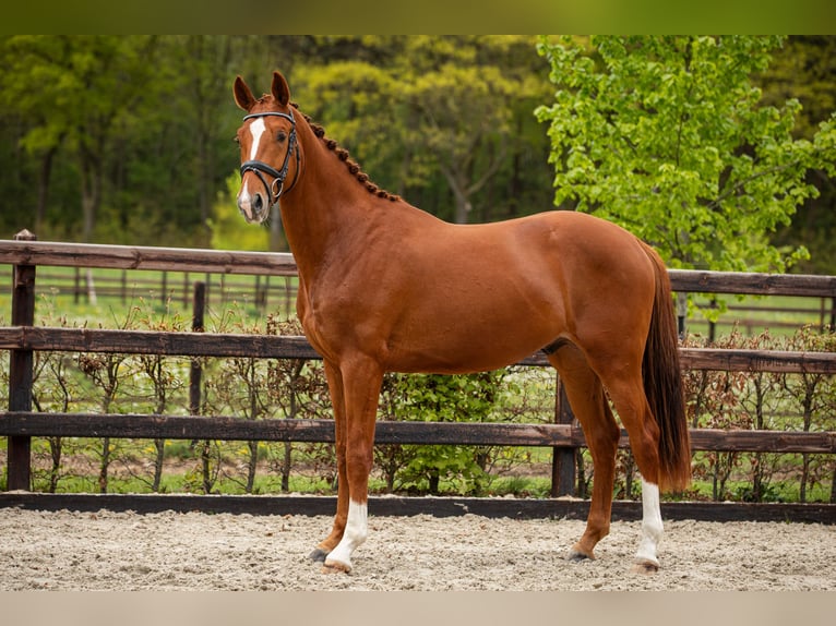 KWPN Wałach 3 lat 167 cm Kasztanowata in Riethoven