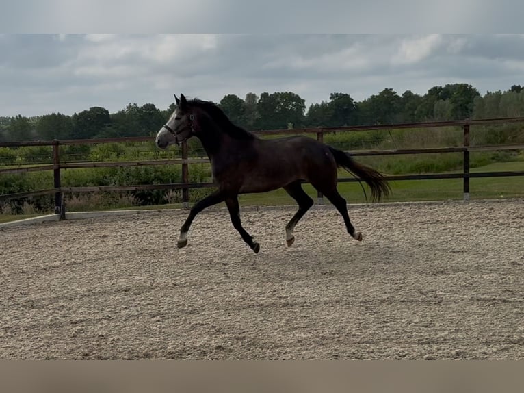 KWPN Wałach 3 lat 167 cm Siwa in Zieuwent