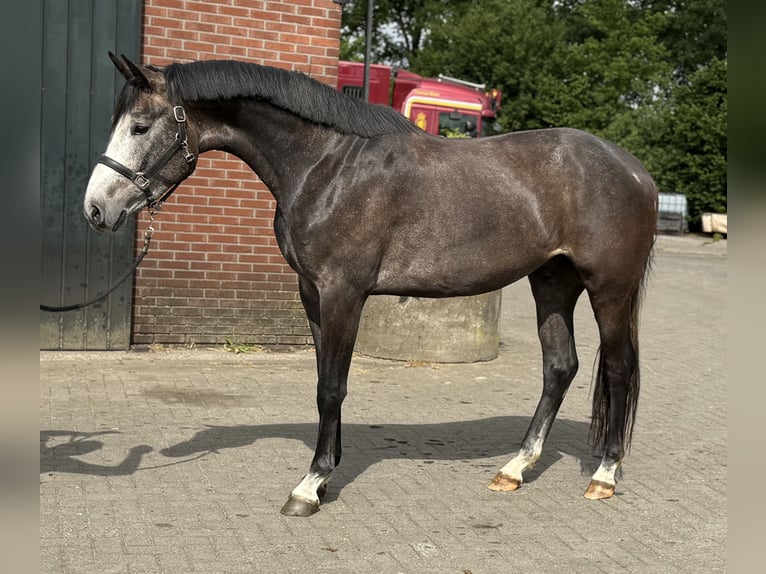 KWPN Wałach 3 lat 167 cm Siwa in Zieuwent