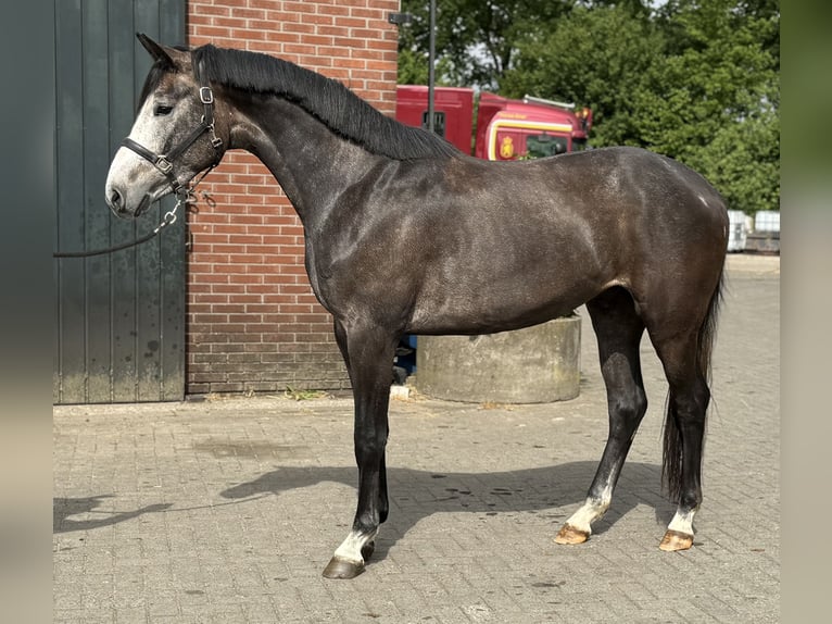 KWPN Wałach 3 lat 167 cm Siwa in Zieuwent