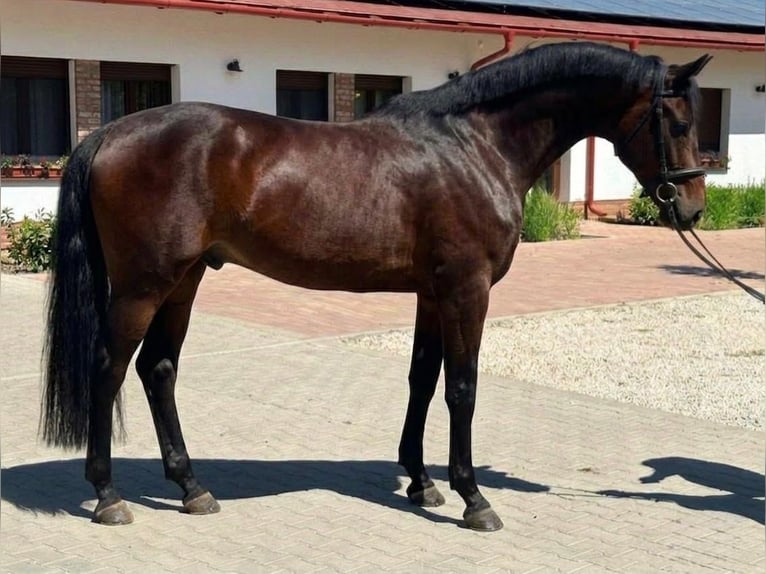 KWPN Wałach 3 lat 168 cm Ciemnogniada in Szarbas