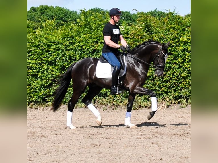 KWPN Wałach 3 lat 168 cm Kara in Prinsenbeek