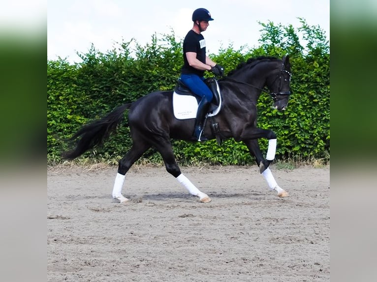 KWPN Wałach 3 lat 168 cm Kara in Prinsenbeek