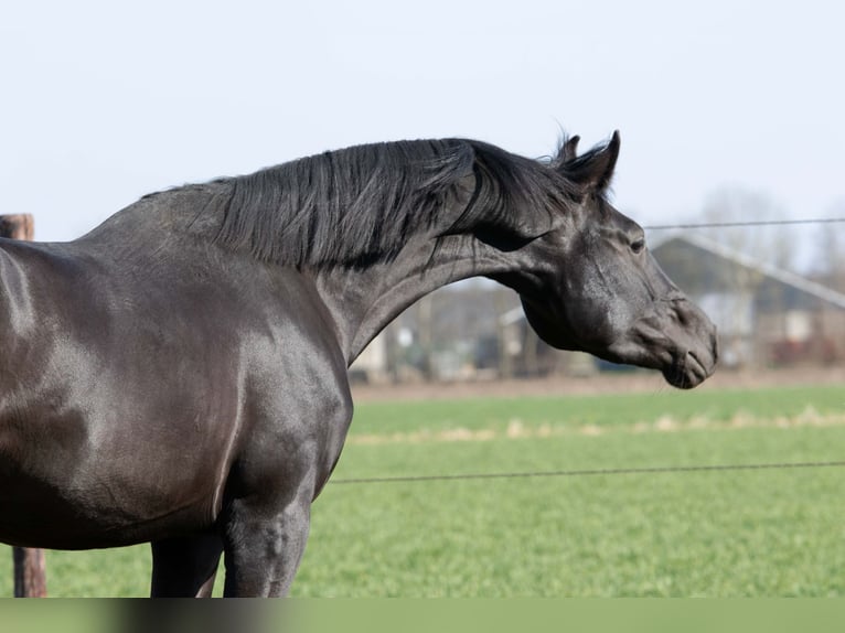 KWPN Wałach 3 lat 168 cm Kara in Lelystad