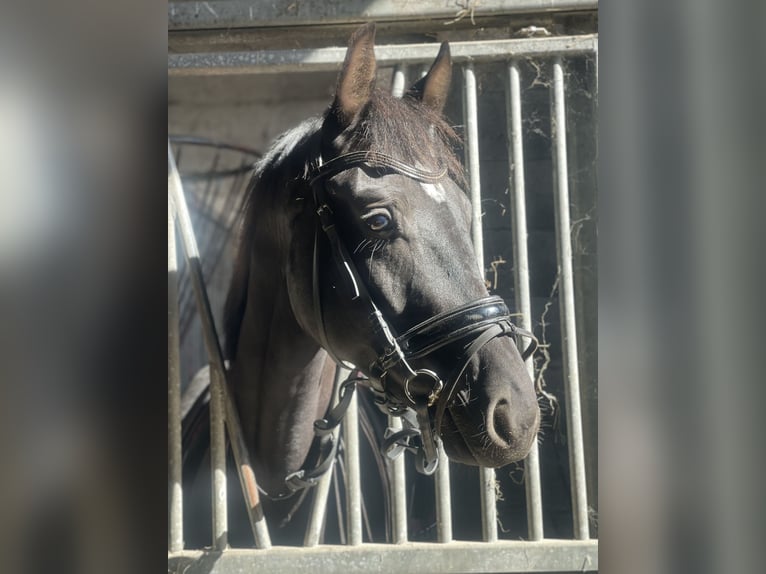 KWPN Wałach 3 lat 168 cm Kara in Lelystad