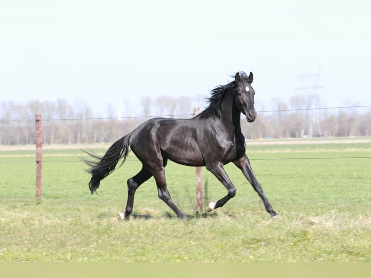 KWPN Wałach 3 lat 168 cm Kara in Lelystad