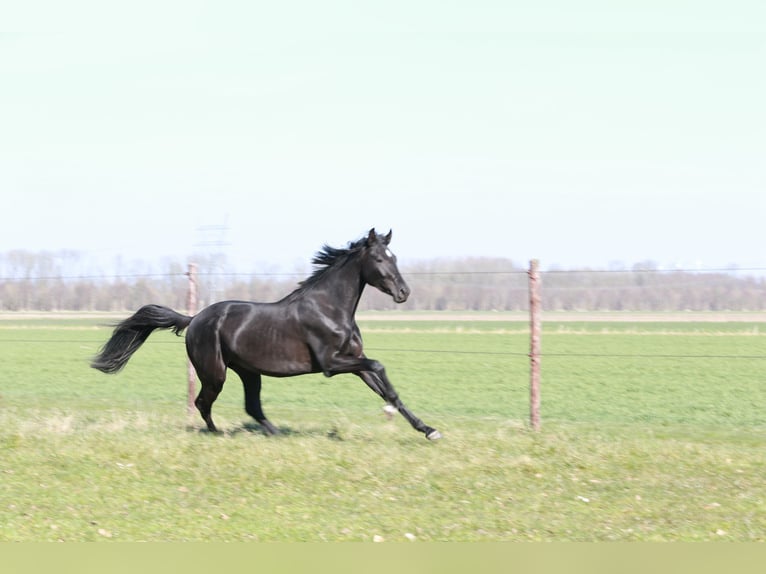 KWPN Wałach 3 lat 168 cm Kara in Lelystad