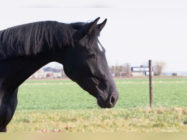 KWPN Wałach 3 lat 168 cm Kara in Lelystad