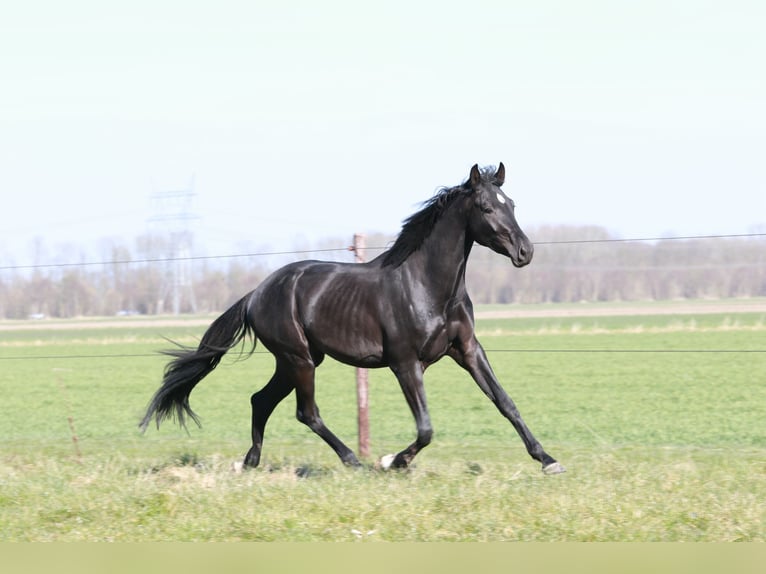 KWPN Wałach 3 lat 168 cm Kara in Lelystad