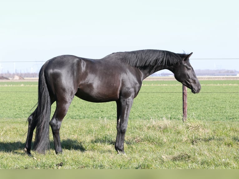 KWPN Wałach 3 lat 168 cm Kara in Lelystad