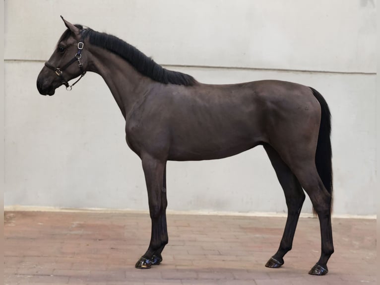 KWPN Wałach 3 lat 168 cm Kara in Moergestel