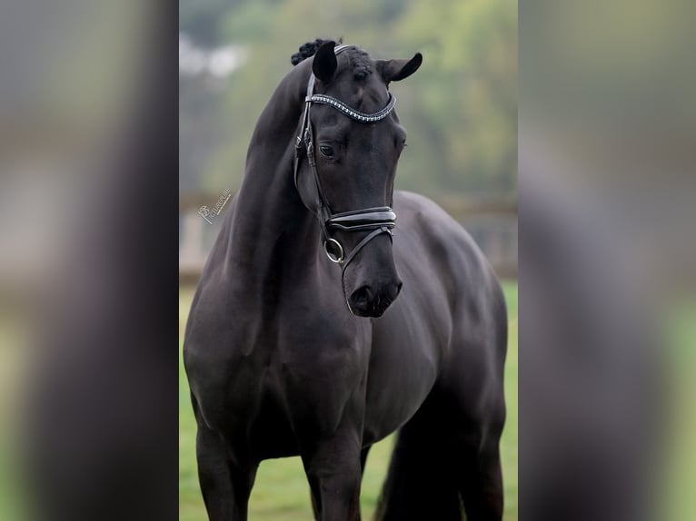 KWPN Wałach 3 lat 168 cm Kara in Peer