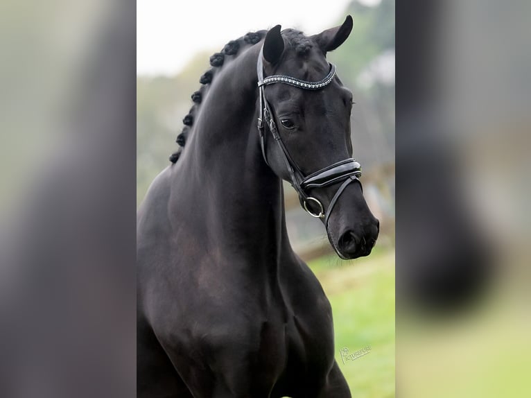 KWPN Wałach 3 lat 168 cm Kara in Peer