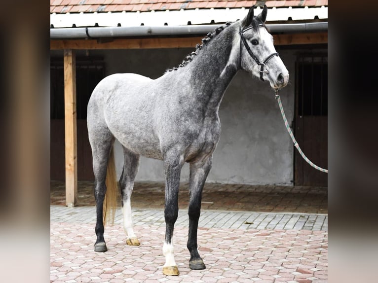 KWPN Wałach 3 lat 168 cm Siwa jabłkowita in Békéscsaba