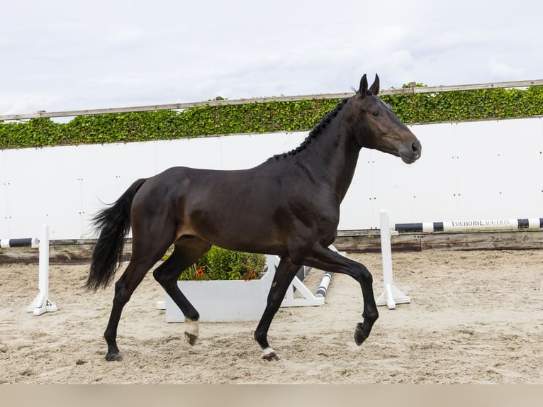 KWPN Wałach 3 lat 168 cm Skarogniada in Waddinxveen