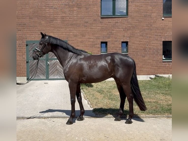 KWPN Wałach 3 lat 168 cm Skarogniada in Viersen
