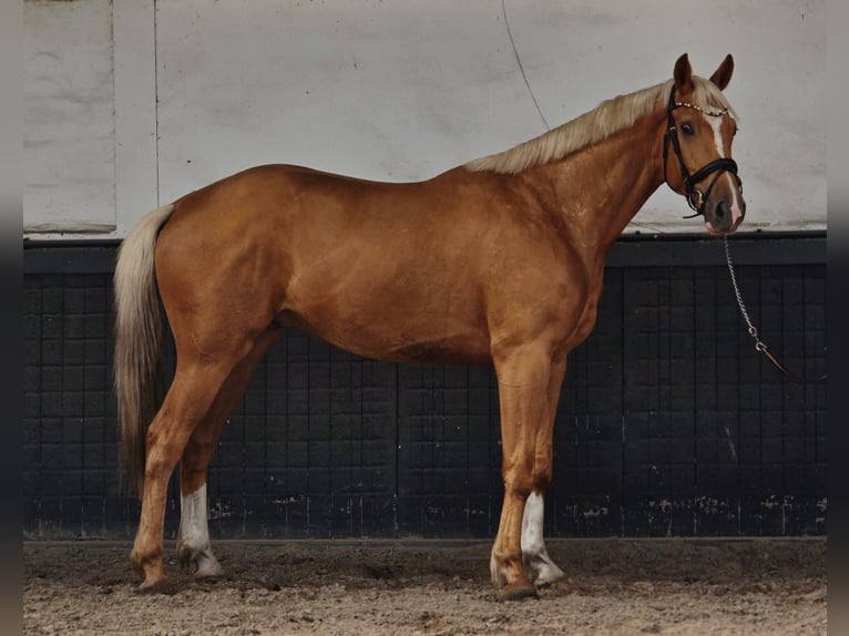 KWPN Wałach 3 lat 169 cm Izabelowata in Someren