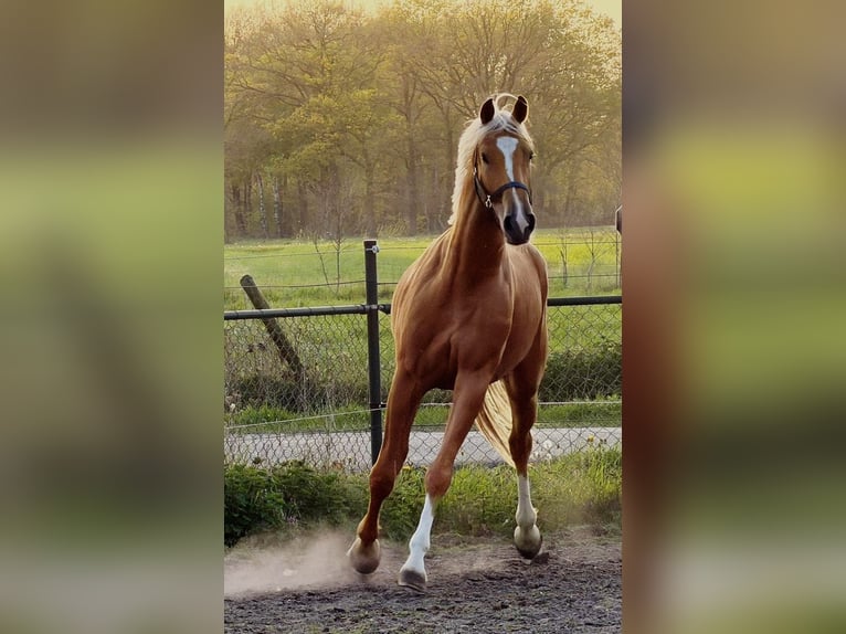 KWPN Wałach 3 lat 169 cm Izabelowata in Someren