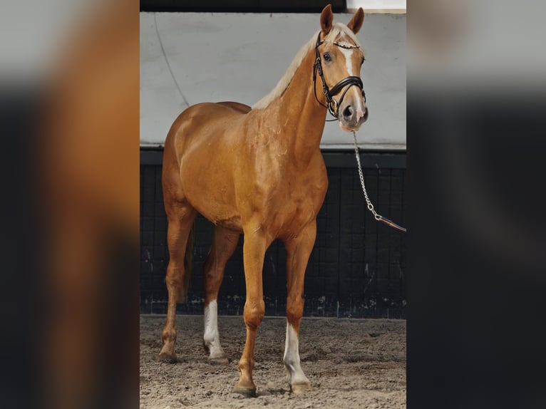 KWPN Wałach 3 lat 169 cm Izabelowata in Someren