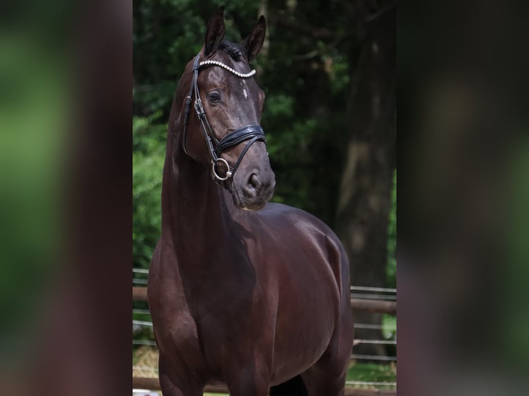 KWPN Wałach 3 lat 169 cm Kara in Loon op Zand