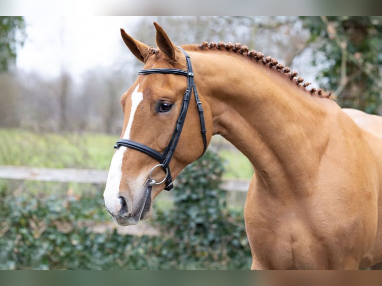 KWPN Wałach 3 lat 169 cm  in Heerde