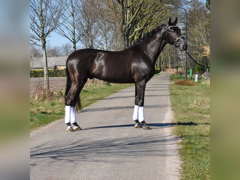 KWPN Wałach 3 lat 170 cm Kara in Prinsenbeek