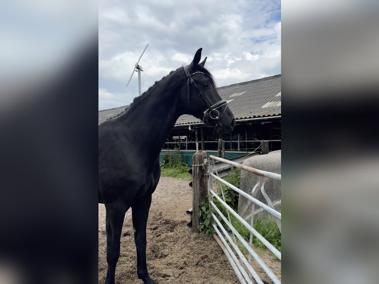 KWPN Wałach 3 lat 170 cm Kara in Rinsumageast