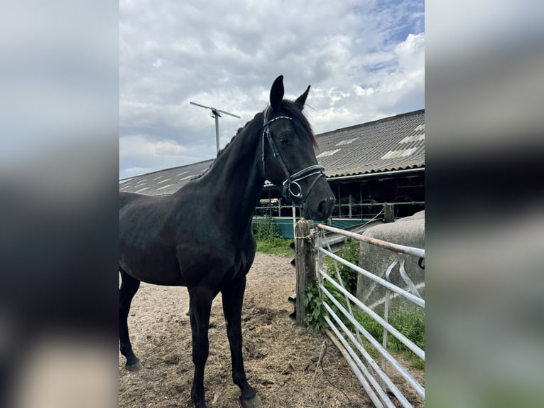 KWPN Wałach 3 lat 170 cm Kara in Rinsumageast