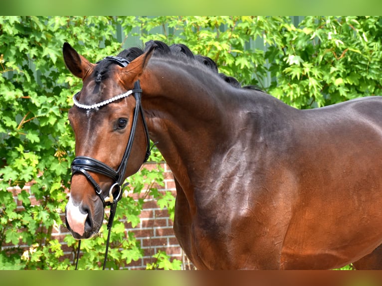 KWPN Wałach 3 lat 172 cm Ciemnogniada in Neuss