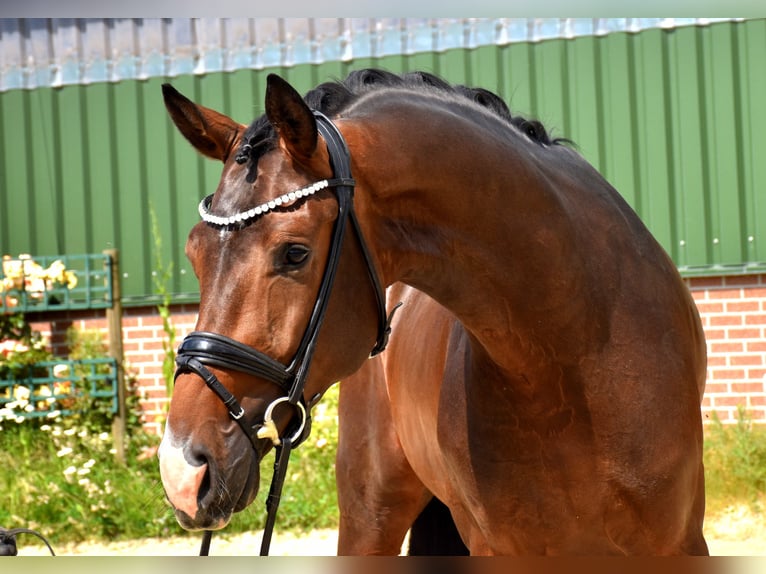 KWPN Wałach 3 lat 172 cm Ciemnogniada in Neuss